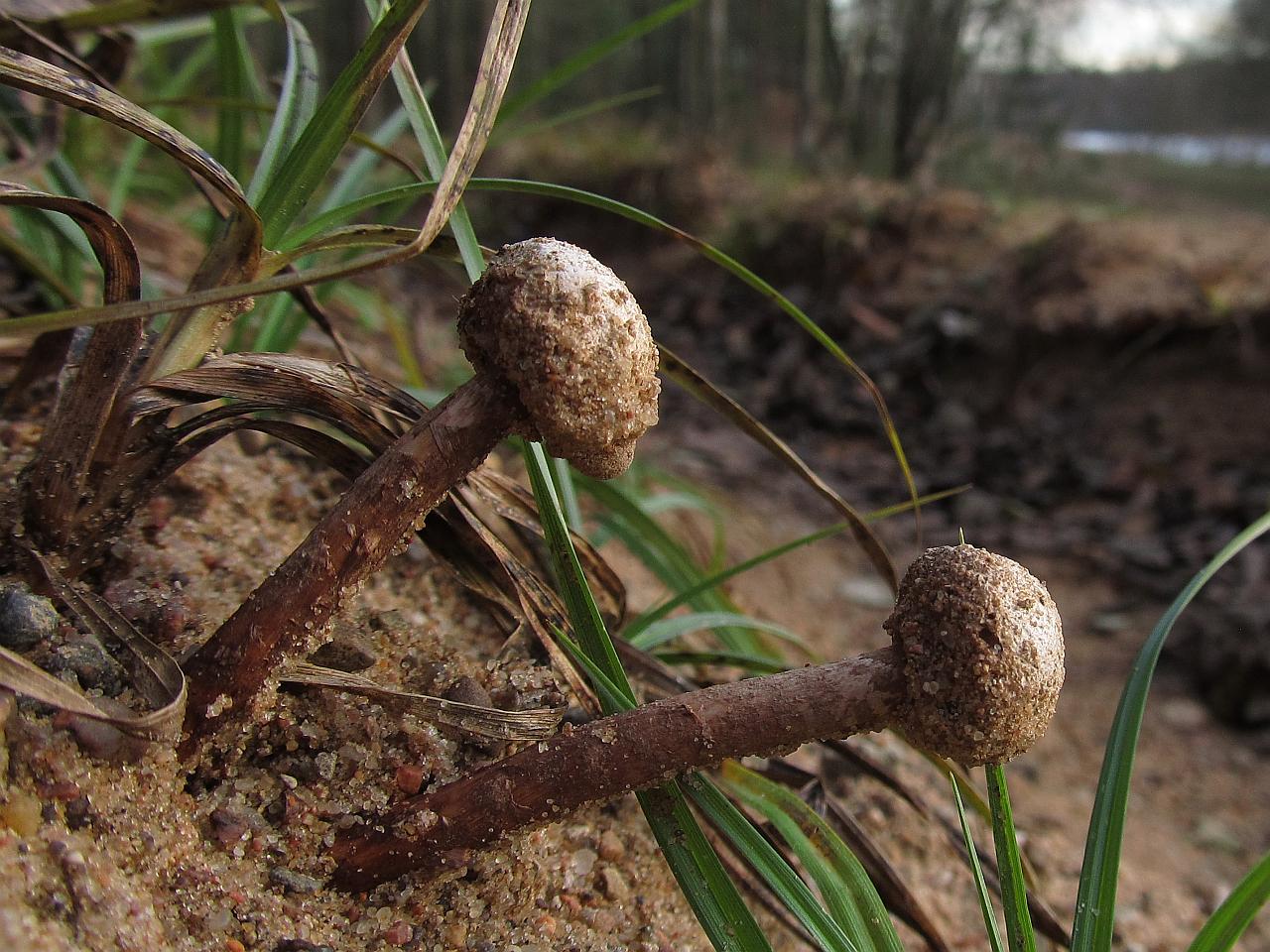 Tulostoma brumale
