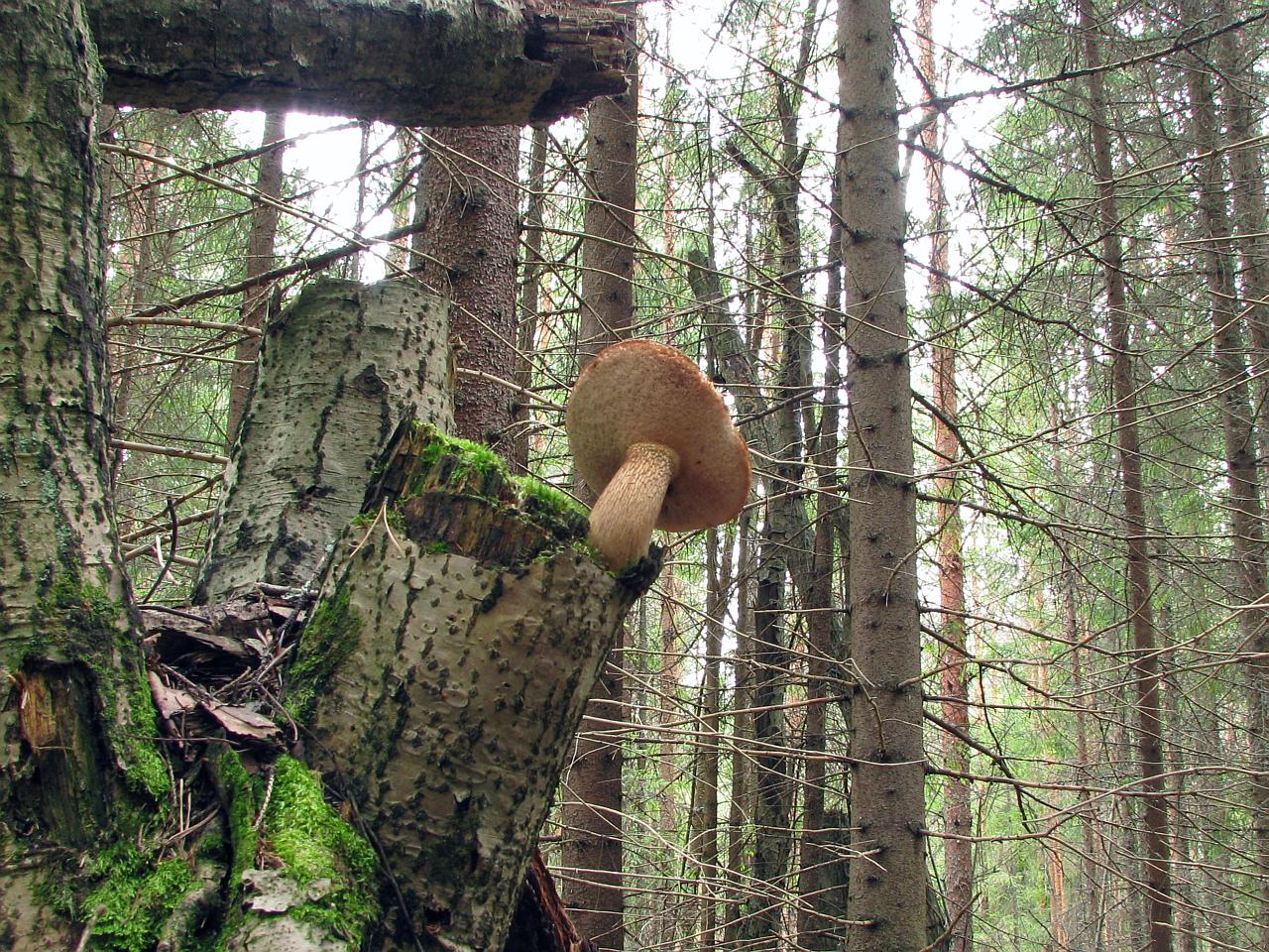 Tylopilus felleus