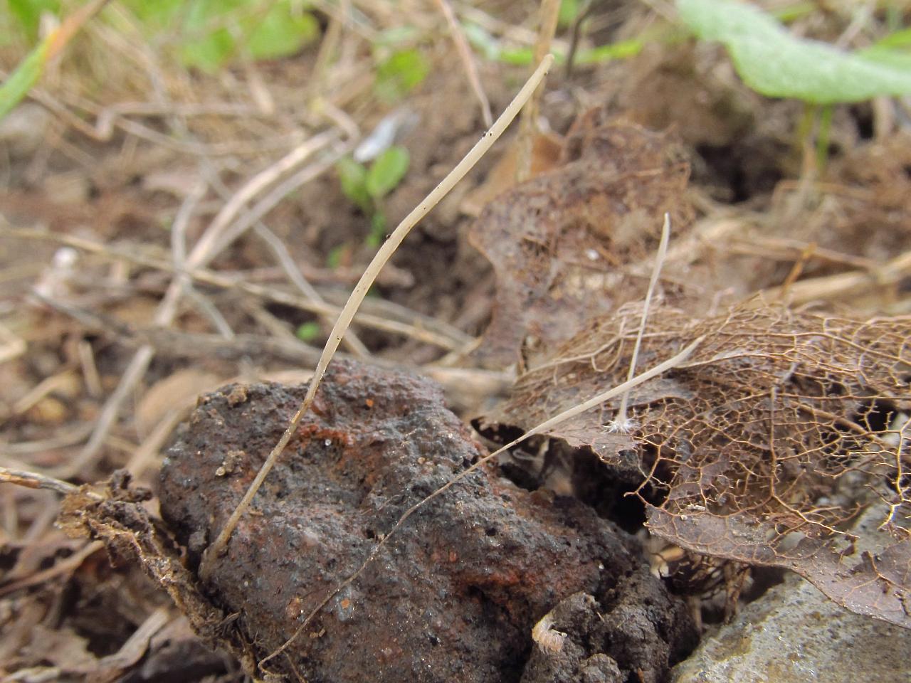 Typhula variabilis