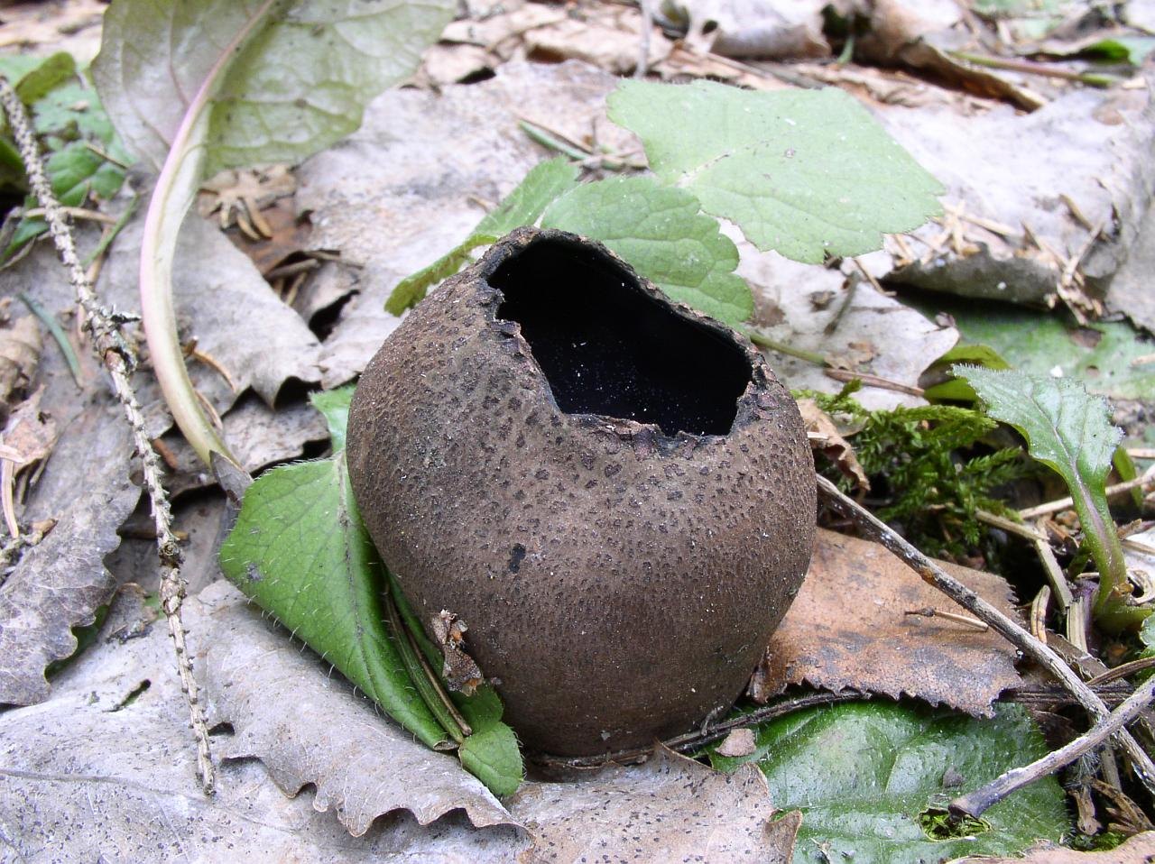 Urnula