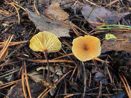 Xeromphalina cauticinalis