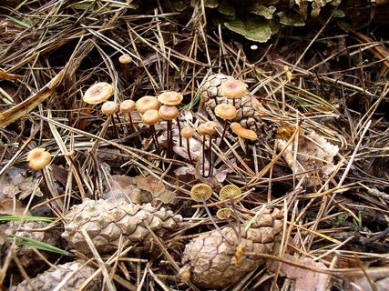 Xeromphalina cornui