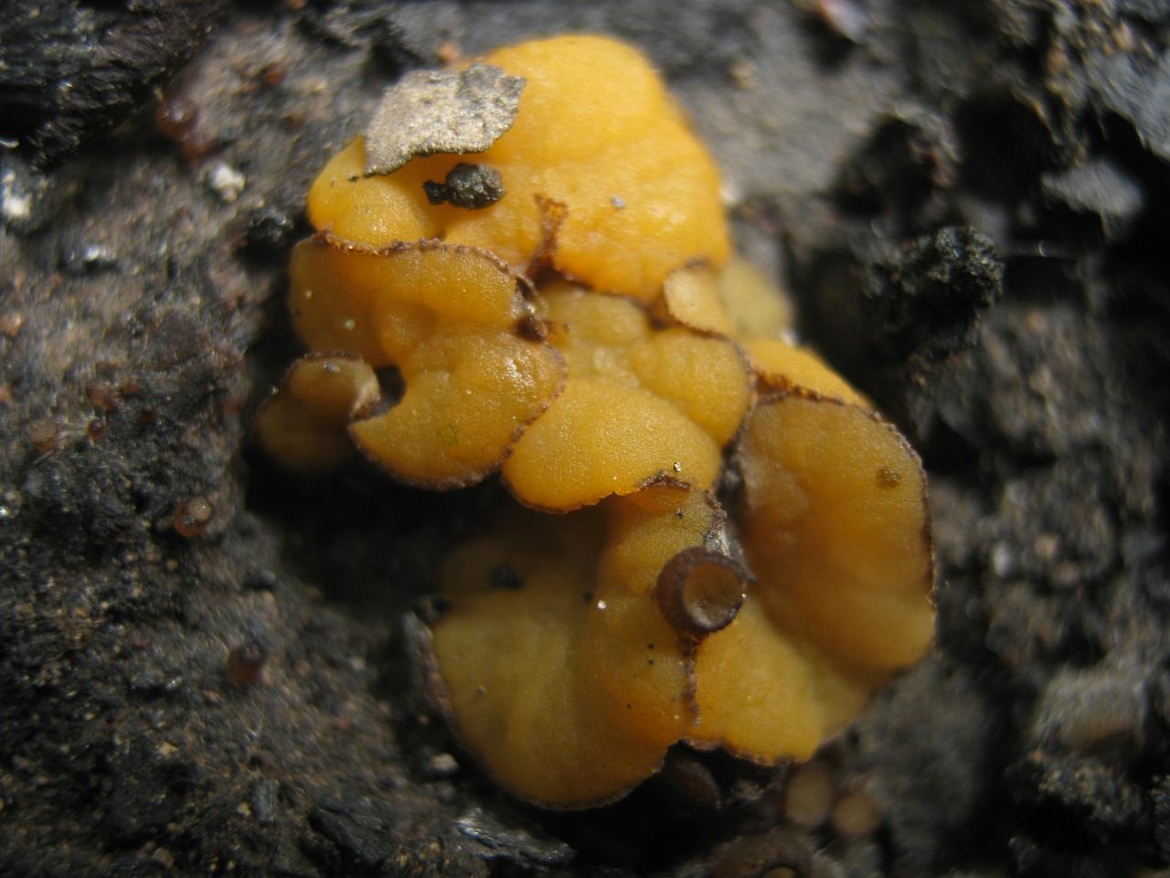 Anthracobia