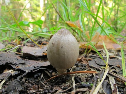 Coprinopsis acuminata