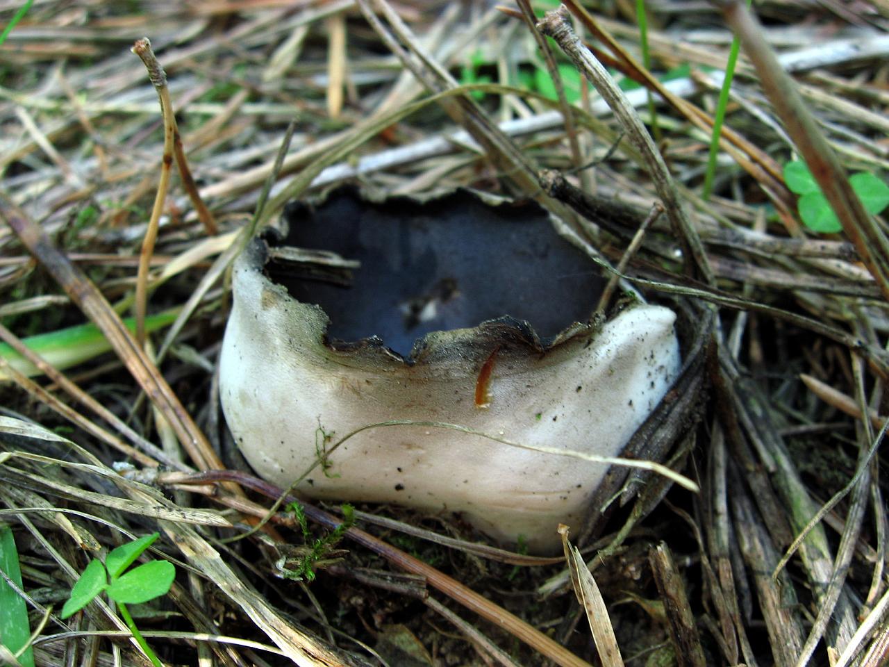 Helvella leucomelaena