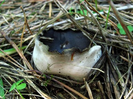 Helvella leucomelaena