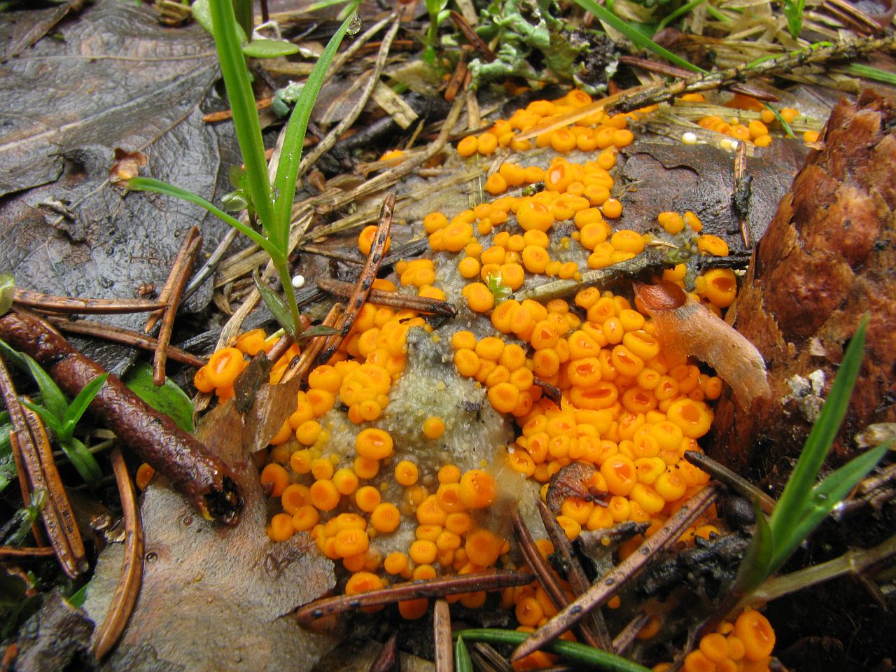 Byssonectria aggregata