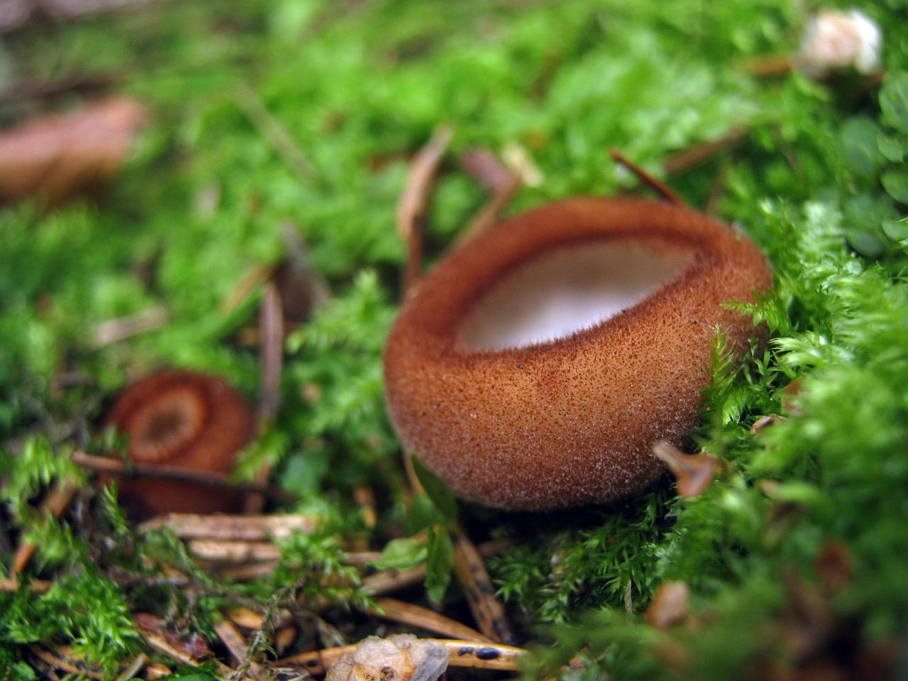 Humaria hemisphaerica