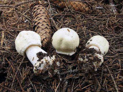 Agaricus sylvicola