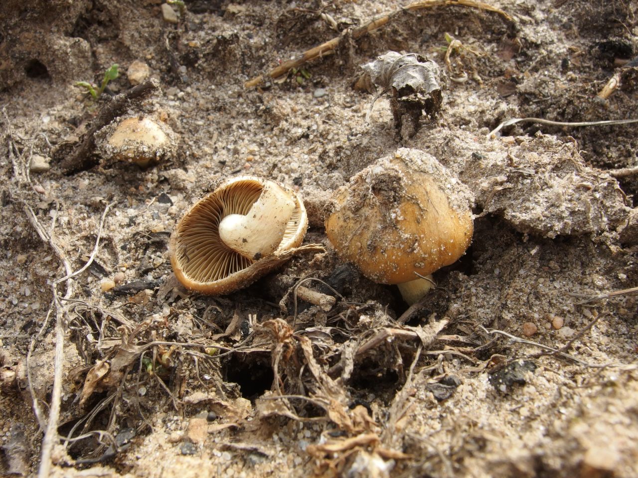 Pholiota highlandensis