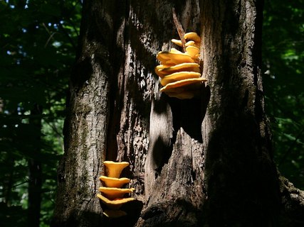 Laetiporus sulphureus
