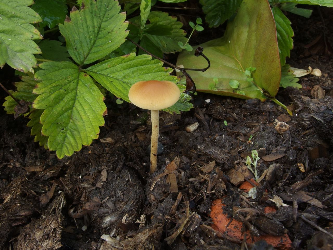 Agrocybe arvalis