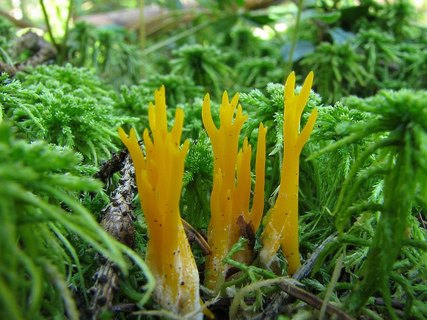 Calocera viscosa – Калоцера клейкая