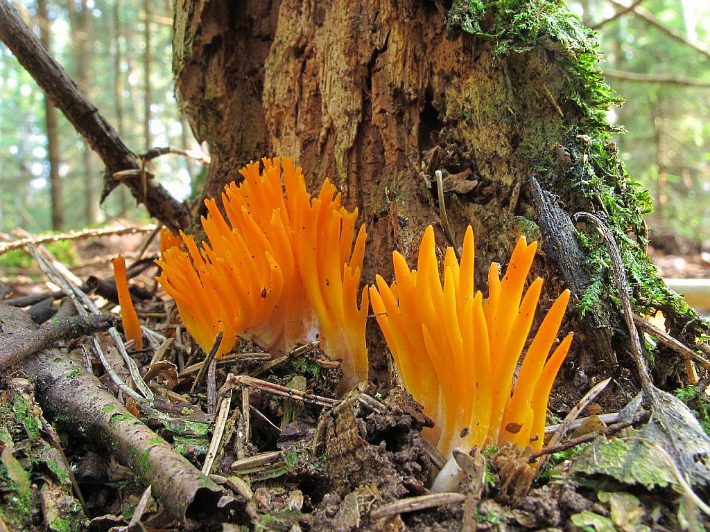 Calocera viscosa – Калоцера клейкая