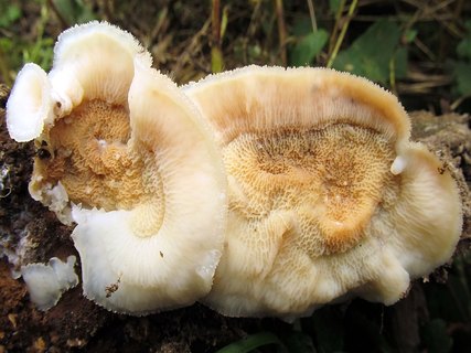 Merulius tremellosus