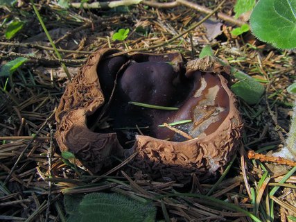 Sarcosoma globosum