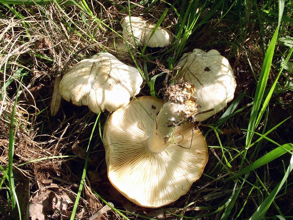 Calocybe gambosa