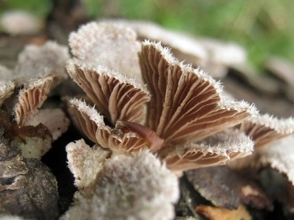 Schizophyllum commune