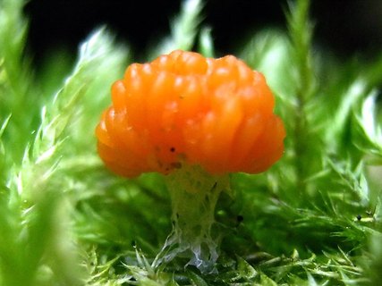 Tubifera ferruginosa