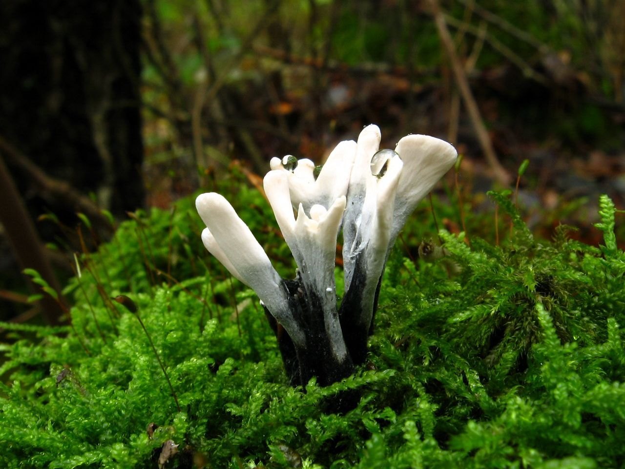 Xylaria