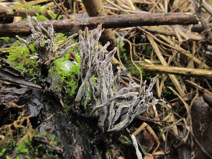 Xylaria hypoxylon