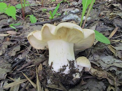 Calocybe gambosa