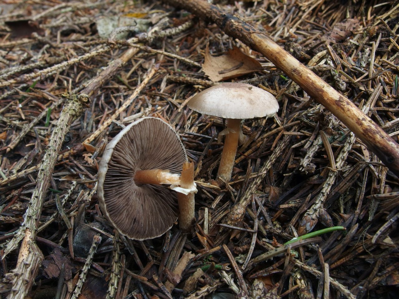 Agaricus semotus