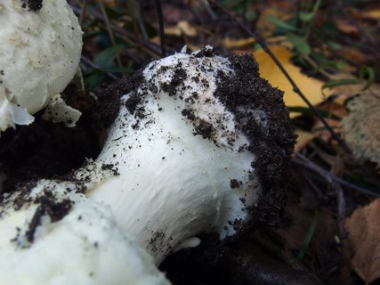 Amanita citrina