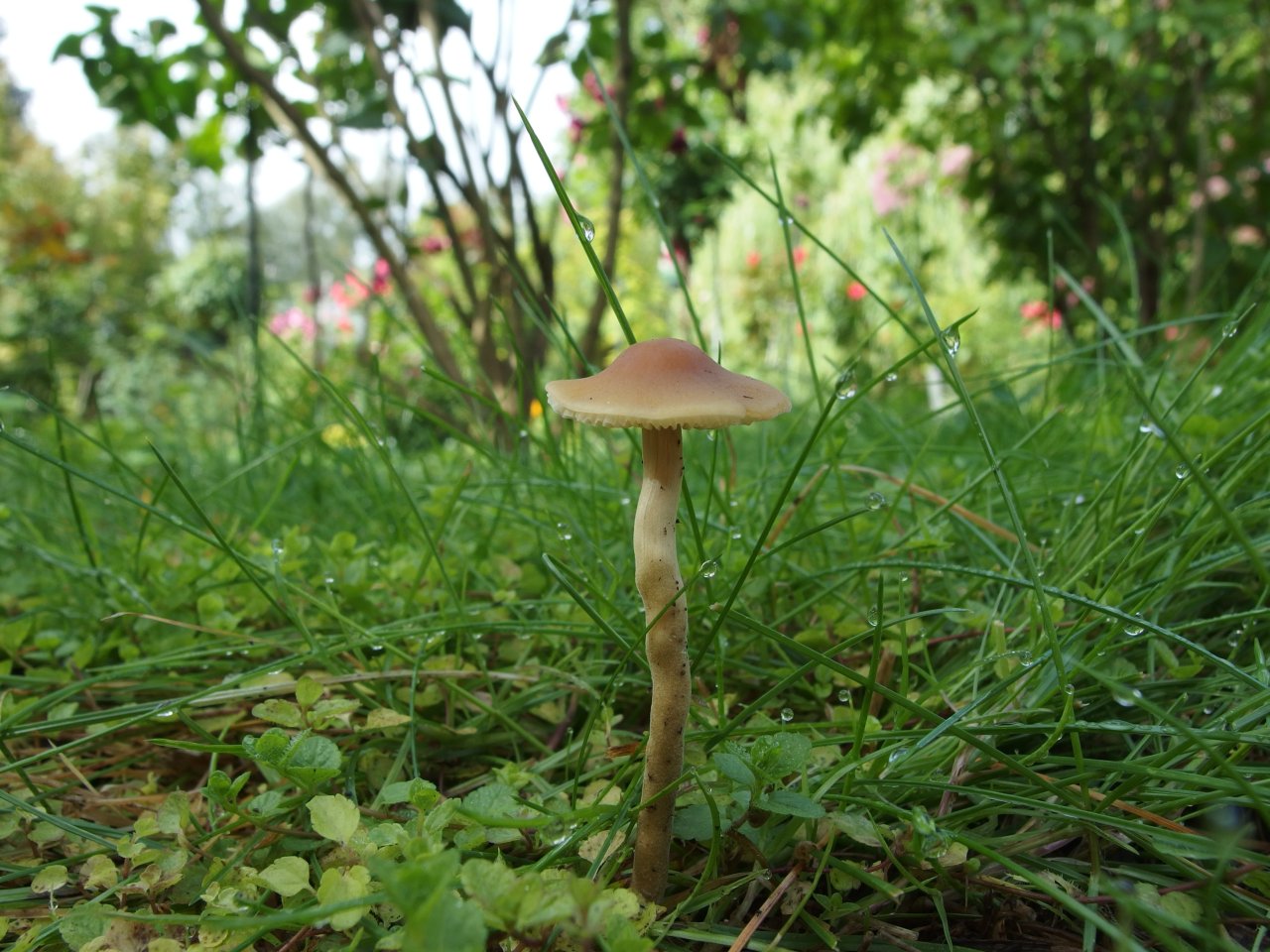 Agrocybe arvalis