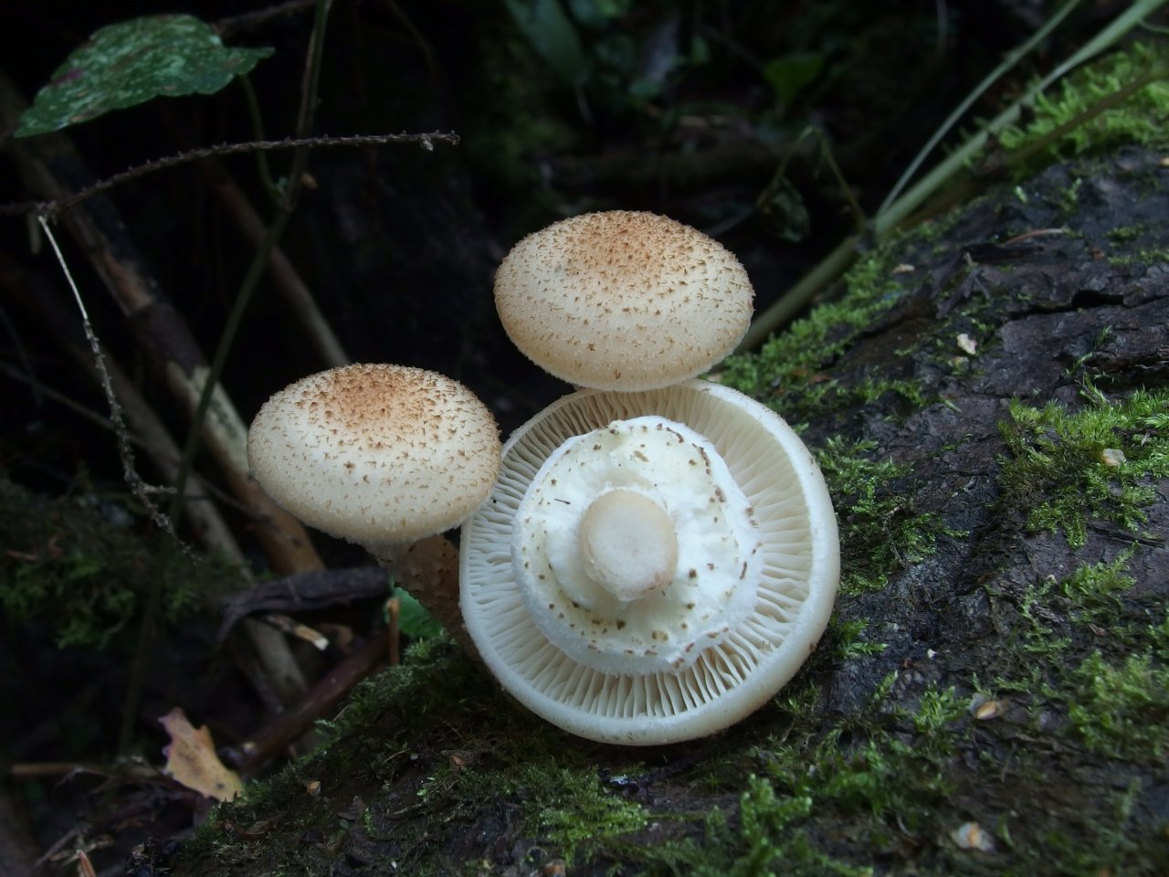 Armillaria borealis