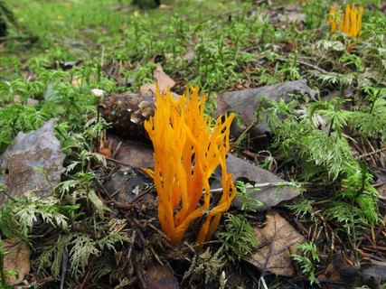 Calocera viscosa – Калоцера клейкая
