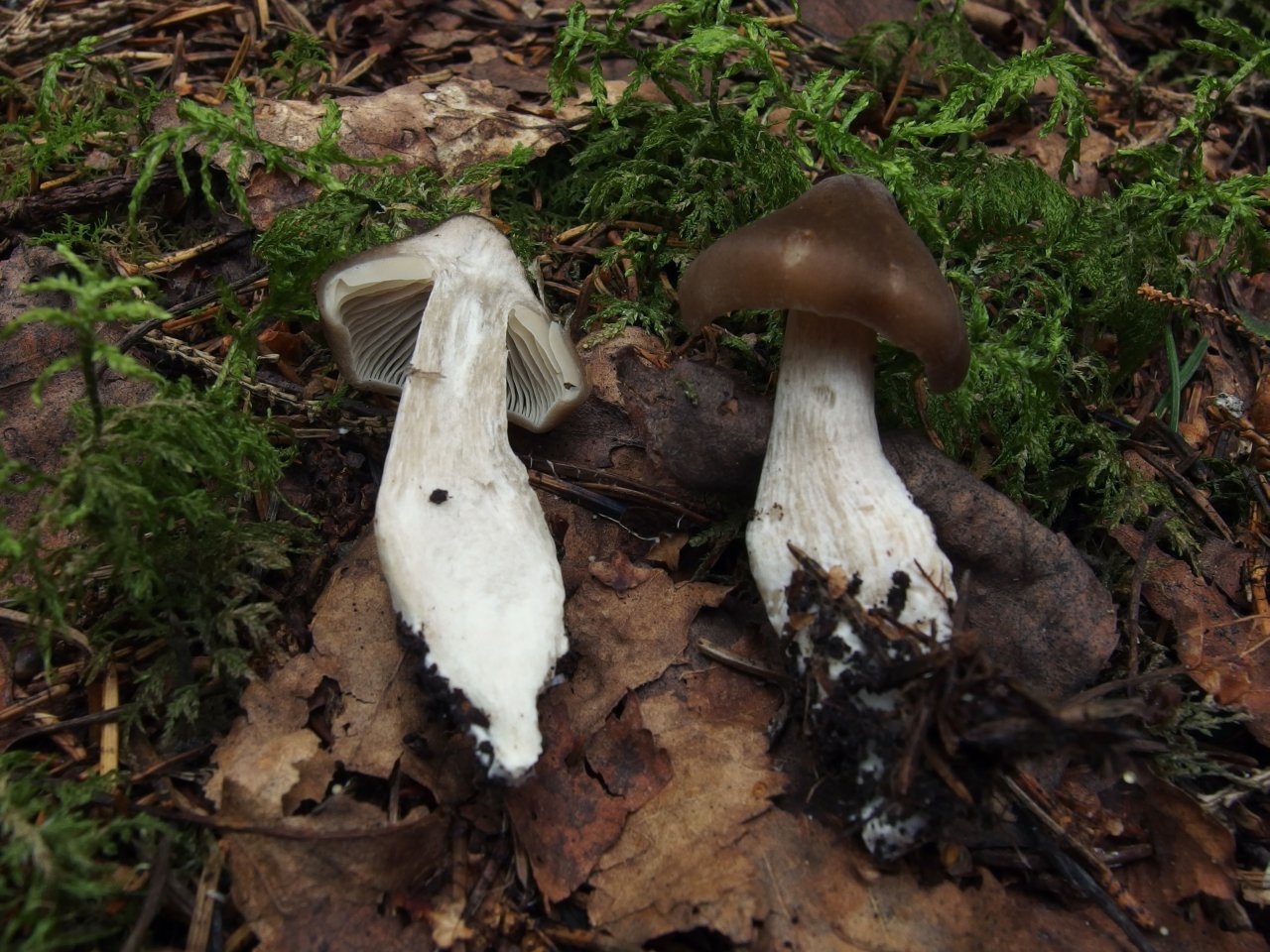 Entoloma lividoalbum