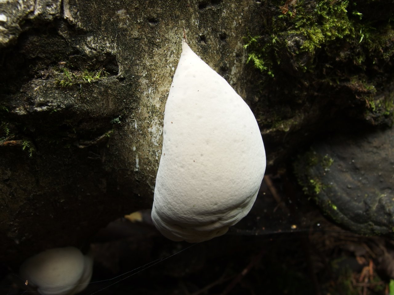 Fomes fomentarius