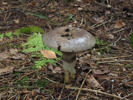 Gomphidius glutinosus
