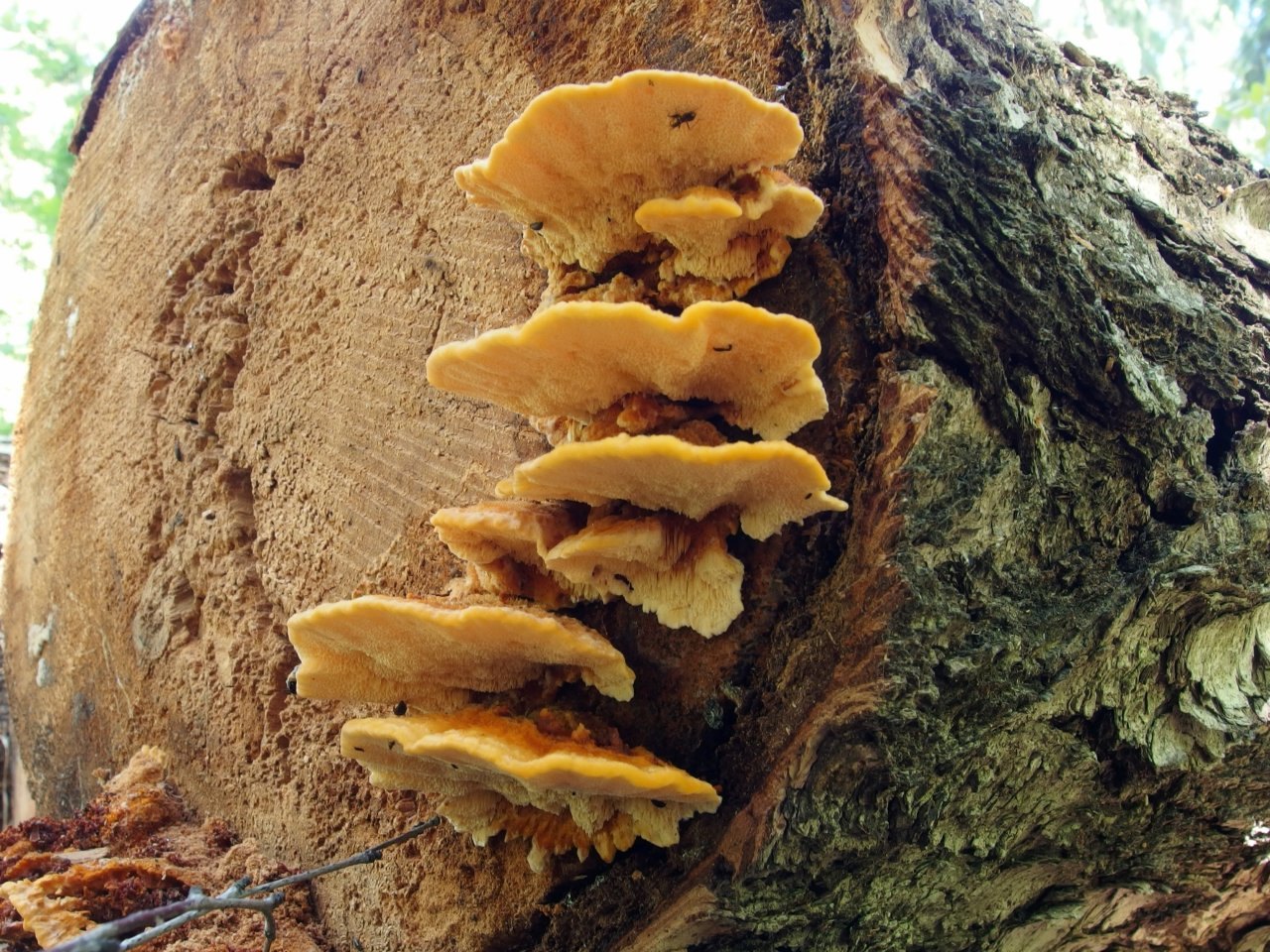 Inocutis