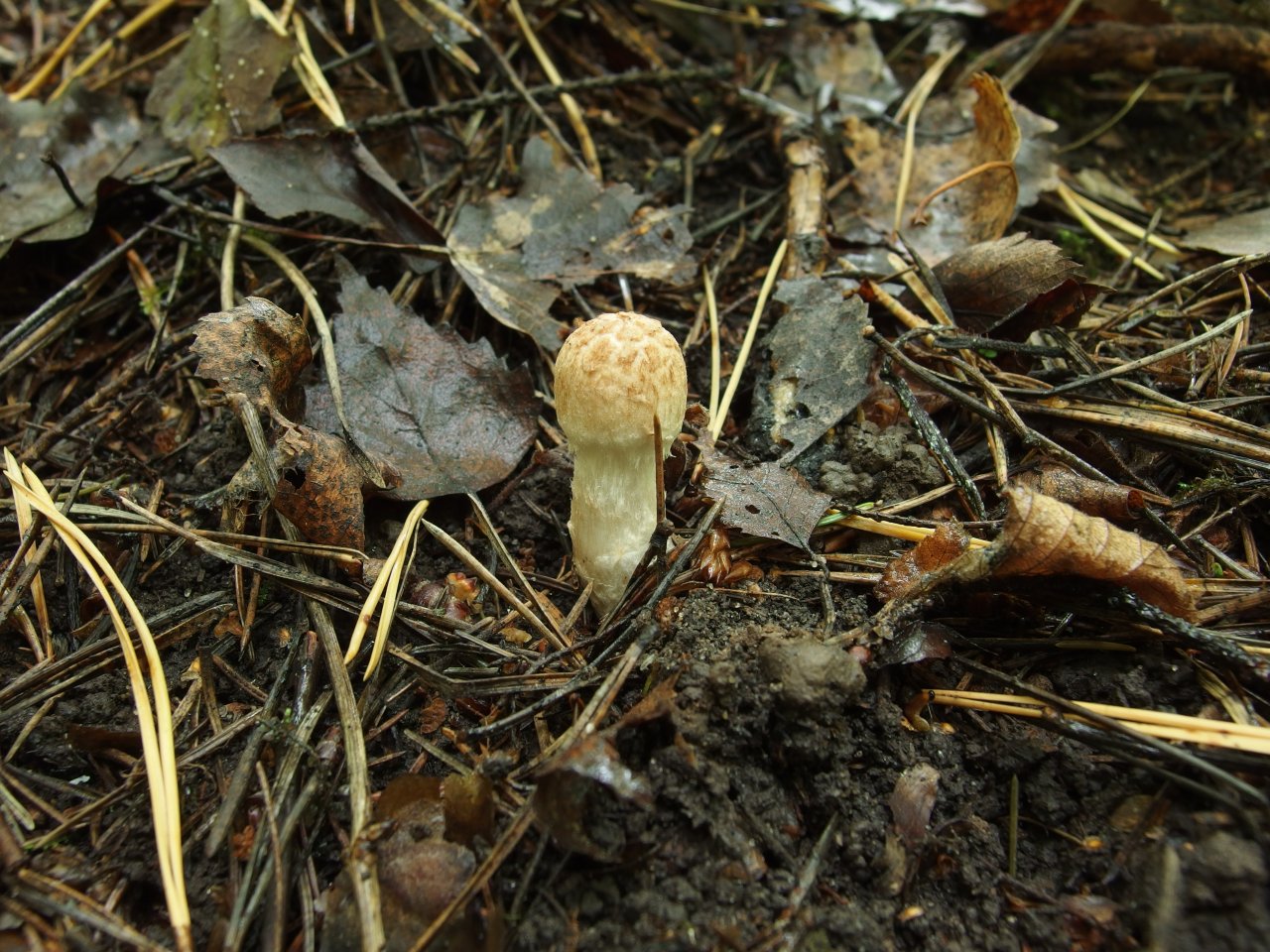 Inocybe bongardii