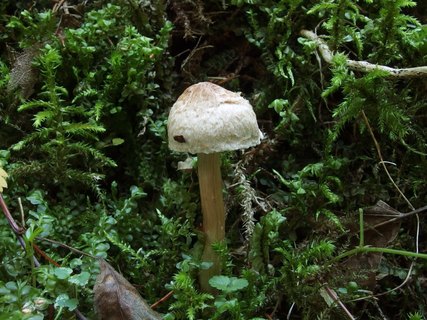 Inocybe bongardii