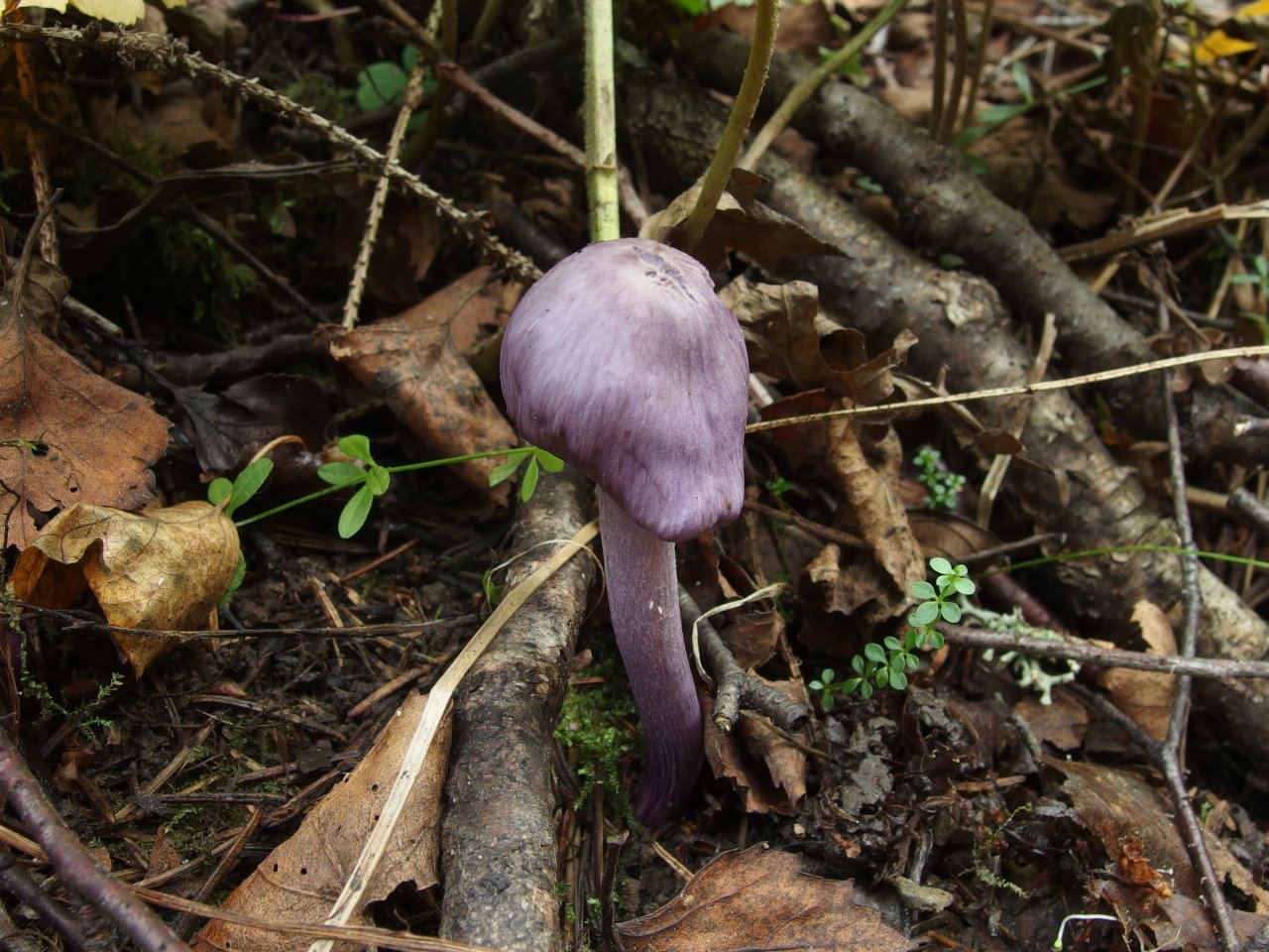 Inocybe geophylla