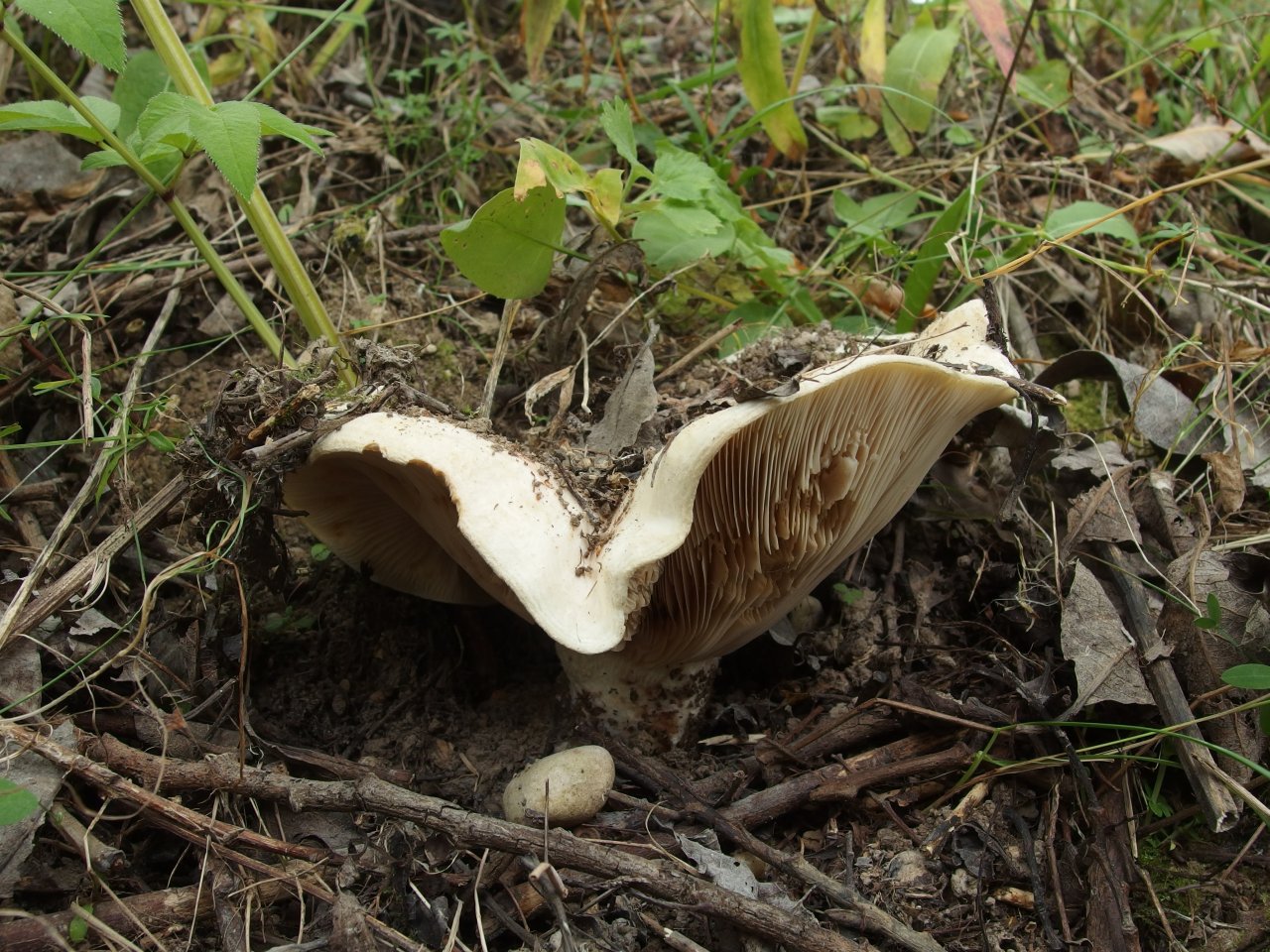 Lactarius controversus