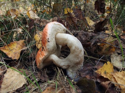 Leccinum aurantiacum