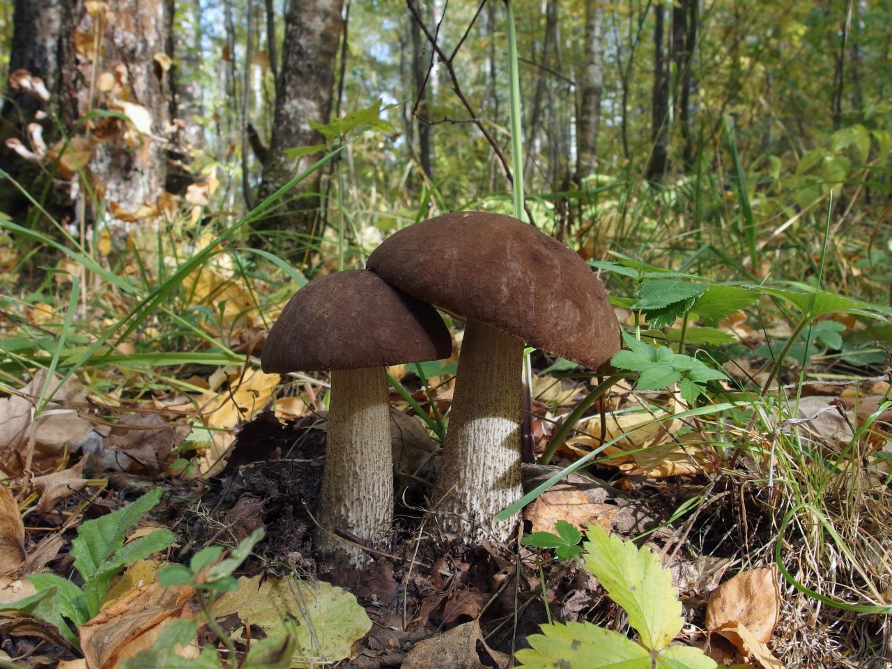 Leccinum scabrum