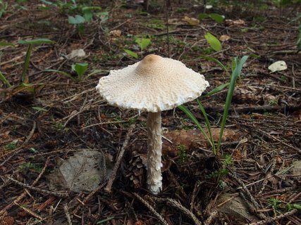 Lepiota clypeolaria