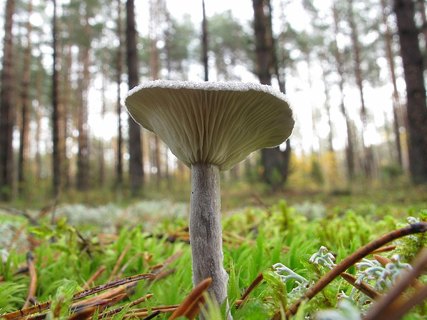 Cantharellula umbonata