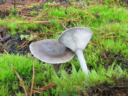 Cantharellula umbonata