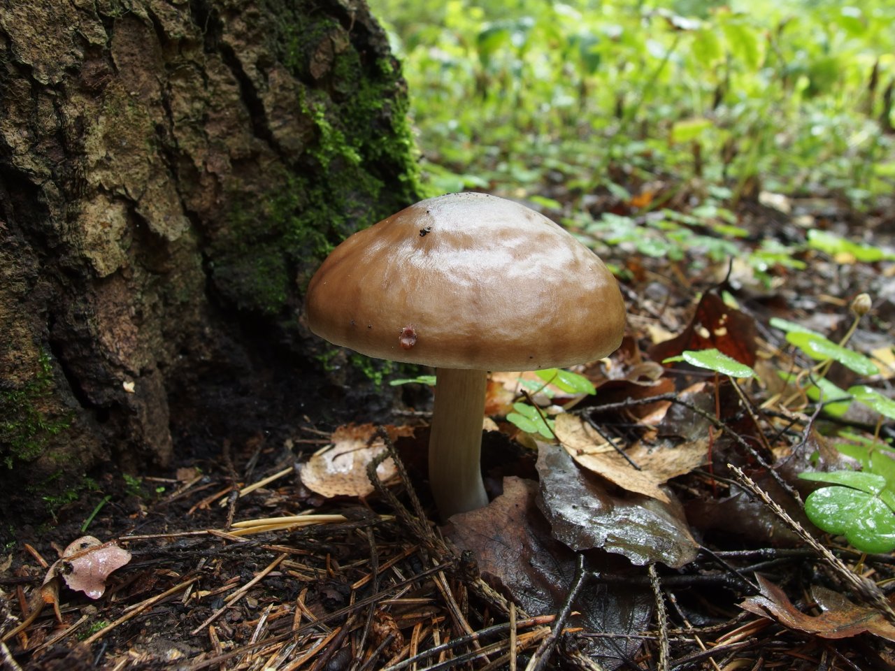 Pluteus cervinus