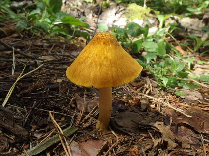 Pluteus leoninus