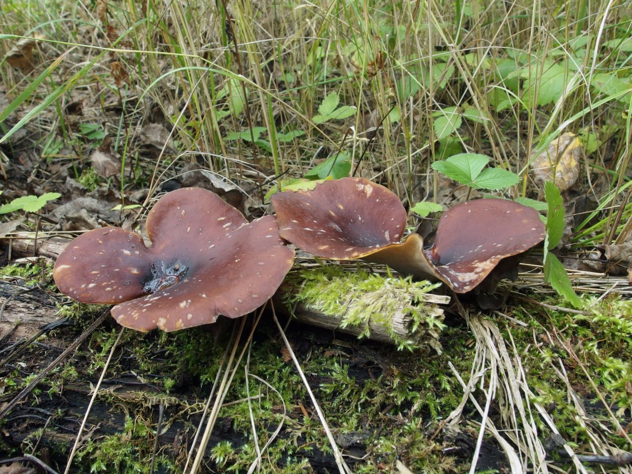 Picipes badius