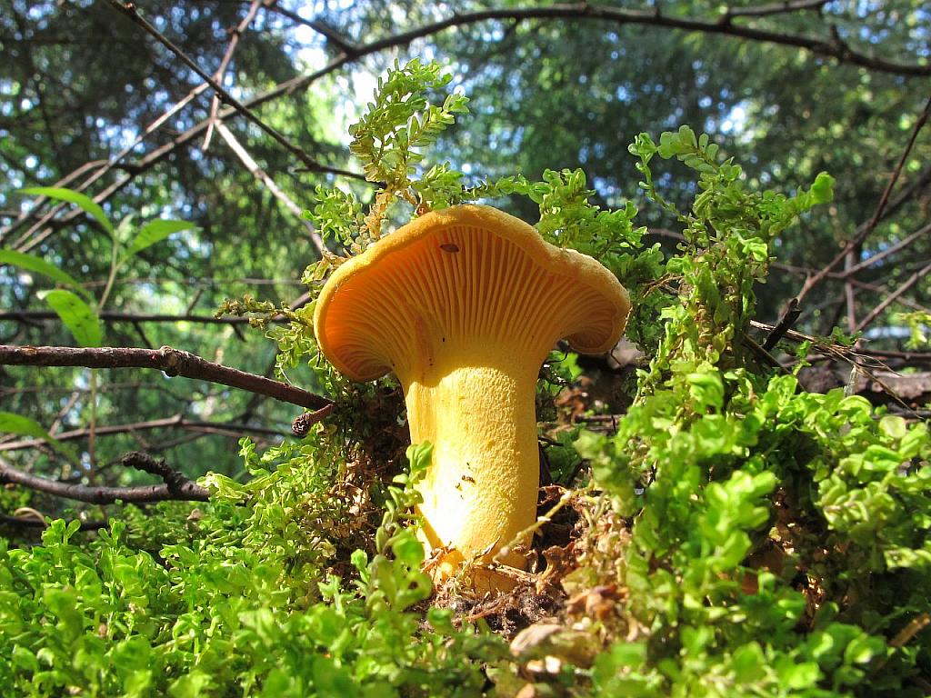 Cantharellus cibarius