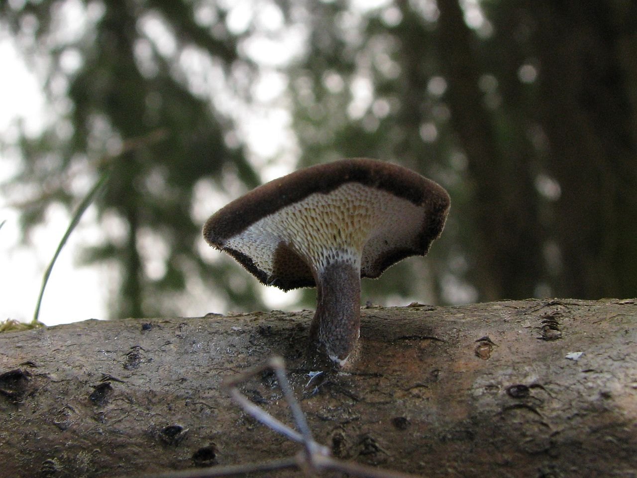 Lentinus