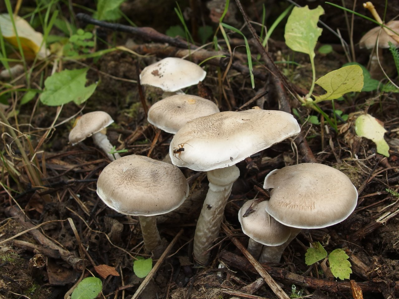 Tricholoma cingulatum